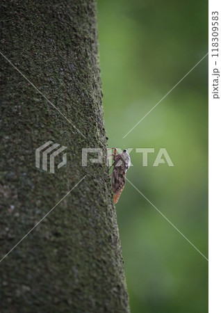 木にとまるセミの抜け殻 118309583