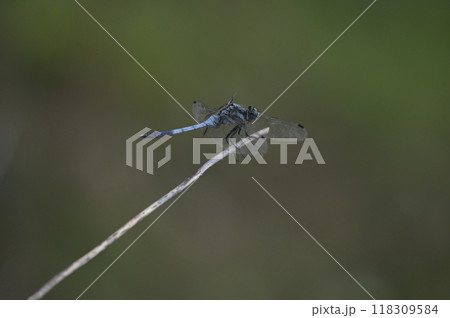 枝に止まるシオカラトンボ 118309584