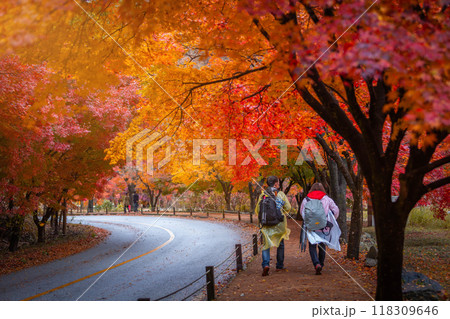 Autumn in Korea, Colorful autumn with beautiful maple leaf at Naejangsan national park, South Korea. 118309646