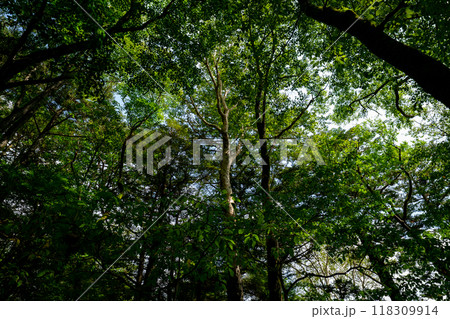 上高地の風景 上高地の風景 118309914