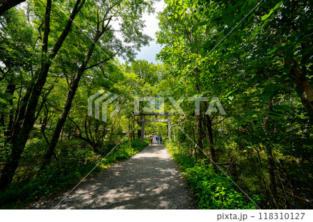 上高地 明神池の風景 上高地 明神池の風景 118310127