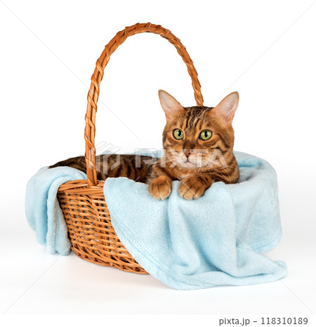Domestic cat in basket isolated. Domestic cat in basket isolated. 118310189
