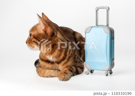 Ginger cat with suitcase going on vacation. Ginger cat with suitcase going on vacation. 118310190