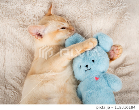 Kitten lies on a cozy blanket, hugging a toy. Kitten lies on a cozy blanket, hugging a toy. 118310194