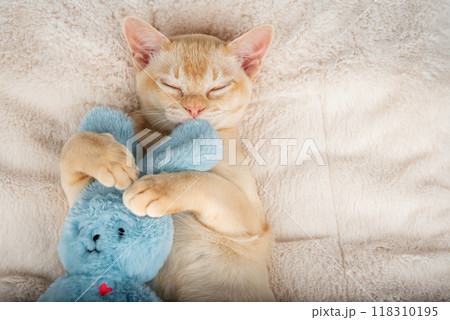 Kitten sleeping on a cozy blanket hugging a toy. Kitten sleeping on a cozy blanket hugging a toy. 118310195