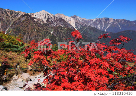 秋の白馬三山 ナナカマドの紅葉 秋の白馬三山 ナナカマドの紅葉 118310410