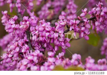 Close up of flowering Judas tree Close up of flowering Judas tree 118311169