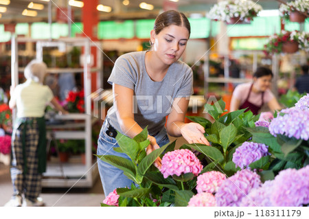 Smiling girl choosing blooming hortensia in pots in garden store Smiling girl choosing blooming hortensia in pots in garden store 118311179