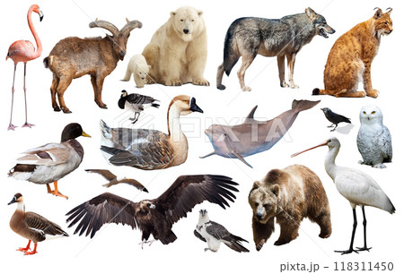 animal birds europe isolated 118311450