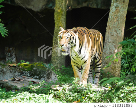 tiger is lounging comfortably in its natural habitat, tiger's vibrant orange and black stripes contrast beautifully with the greenery, wildlife conservation materials, educational resources, nature 118311885