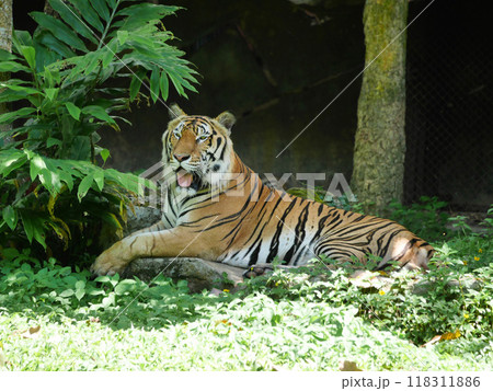 tiger is lounging comfortably in its natural habitat, tiger's vibrant orange and black stripes contrast beautifully with the greenery, wildlife conservation materials, educational resources, nature tiger is lounging comfortably in its natural habitat, tiger's vibrant orange and black stripes contrast beautifully with the greenery, wildlife conservation materials, educational resources, nature 118311886