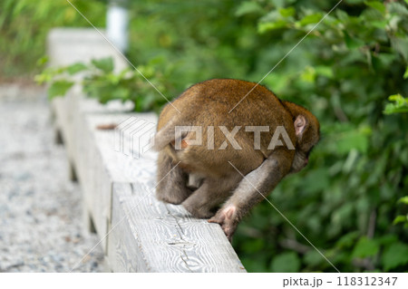 上高地 日本猿の写真 上高地 日本猿の写真 118312347