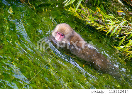 上高地 日本猿の写真 上高地 日本猿の写真 118312414