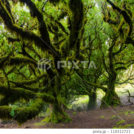 Twisted trees in the fog in Fanal Forest on the Portuguese island of Madeira. Huge, moss-covered trees create a dramatic, scared landscape Twisted trees in the fog in Fanal Forest on the Portuguese island of Madeira. Huge, moss-covered trees create a dramatic, scared landscape 118312721