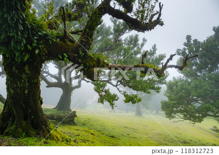Twisted trees in the fog in Fanal Forest on the Portuguese island of Madeira. Huge, moss-covered trees create a dramatic, scared landscape 118312723