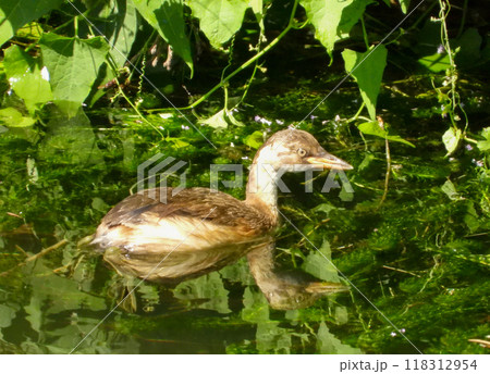 池で泳ぐカイツブリ 池で泳ぐカイツブリ 118312954