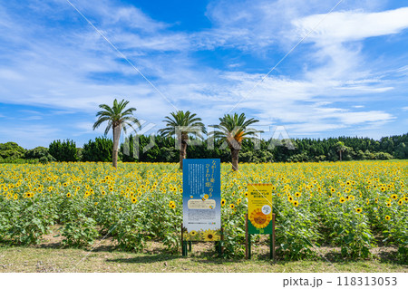 田原市にある伊良湖菜の花ガーデンにあるひまわり畑と青い空の風景(愛知県) 118313053