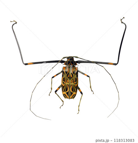 Giant longhorn beetle with long legs and bright colors Acrocinus longimanus isolated on transparent close-up macro, cerambycidae, coleoptera, collection beetles, insects, entomology Giant longhorn beetle with long legs and bright colors Acrocinus longimanus isolated on transparent close-up macro, cerambycidae, coleoptera, collection beetles, insects, entomology 118313083