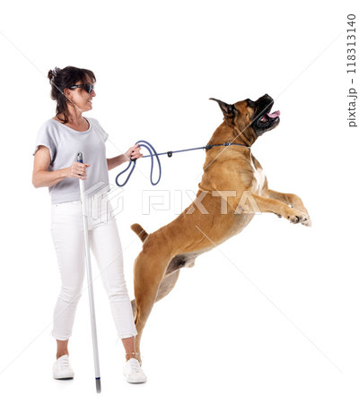 Boerboel and woman in studio 118313140