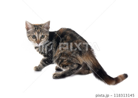 little cat in studio 118313145