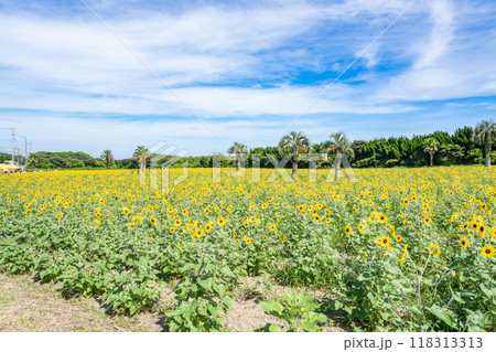 広大な青空のコピースペースが映える伊良湖菜の花ガーデンの一面に広がる美しいひまわり畑(愛知県) 広大な青空のコピースペースが映える伊良湖菜の花ガーデンの一面に広がる美しいひまわり畑(愛知県) 118313313