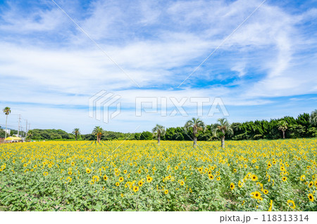 広大な青空のコピースペースが映える伊良湖菜の花ガーデンの一面に広がる美しいひまわり畑(愛知県) 118313314