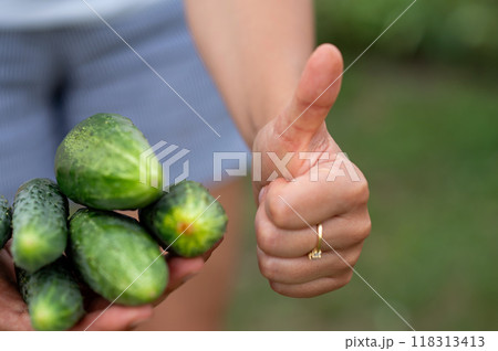 Female hands hold fresh cucumbers and shows thumbs up. Selective focus. Female hands hold fresh cucumbers and shows thumbs up. Selective focus. 118313413