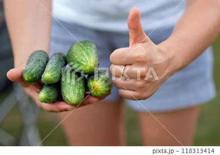 Female hands hold fresh cucumbers and shows thumbs up. Selective focus. Female hands hold fresh cucumbers and shows thumbs up. Selective focus. 118313414