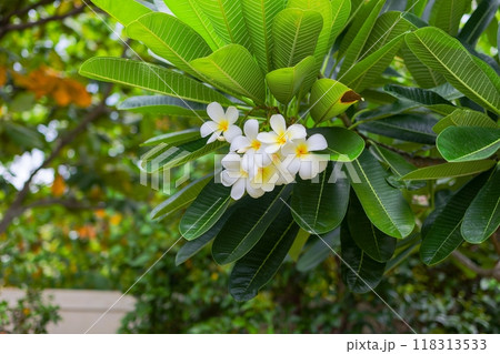 White flowers among greenery in the garden 118313533