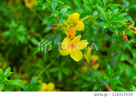 Almost beautiful yellow flowers among the green foliage Almost beautiful yellow flowers among the green foliage 118313539