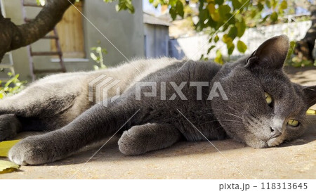 Cute sleepy kitten lying at yard his home at summer day. Pretty gray kitty relaxing at nature. Portrait of resting beautiful cat outdoor. Concept of adorable domestic animal. Close up Slow motion 118313645
