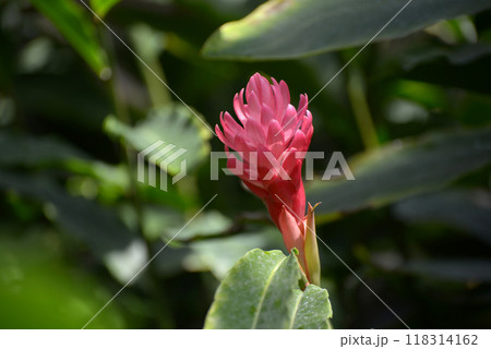 ピンクジンジャー 118314162