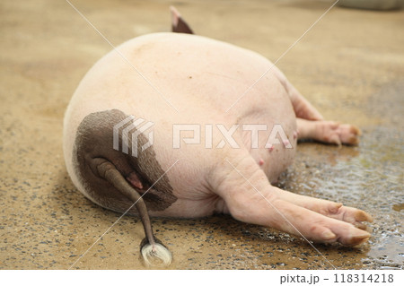 Farm Animal Life 118314218