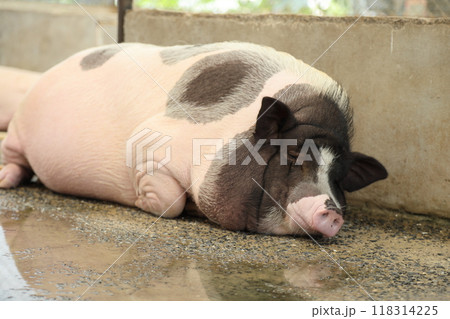 Farm Animal Life 118314225