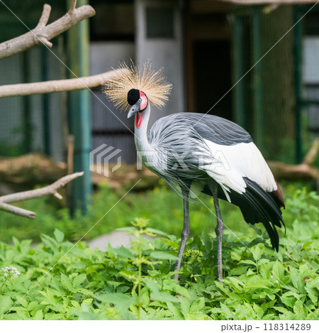 African grey crown crane, Bird background 118314289