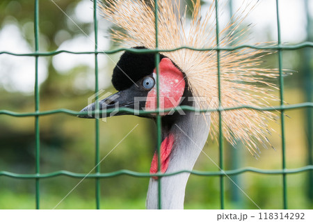 Close up of profile of African grey crowned crane behind bars Close up of profile of African grey crowned crane behind bars 118314292