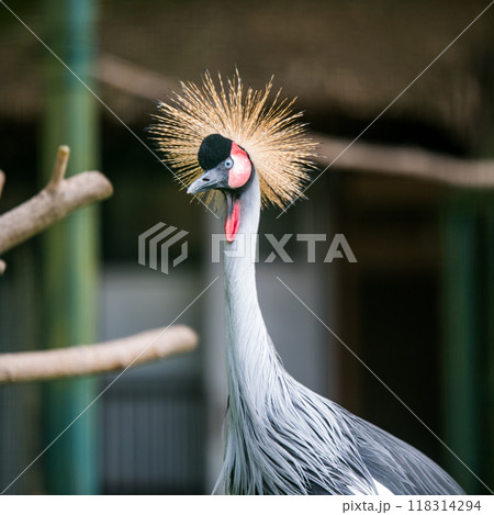 Close up of profile of African grey crowned crane Close up of profile of African grey crowned crane 118314294