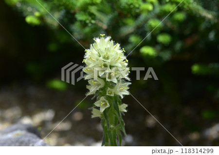 カンパヌラ・ティルソイデス 118314299