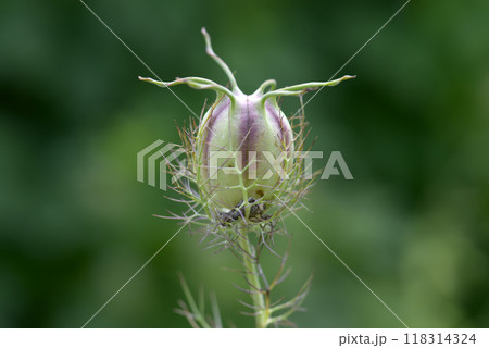 クロタネソウの種 118314324