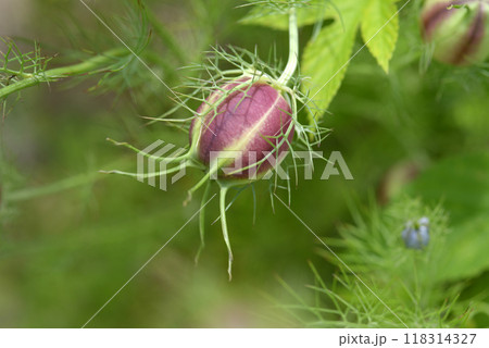 クロタネソウの種 118314327