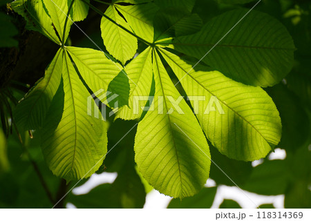 トチノキの若葉 118314369