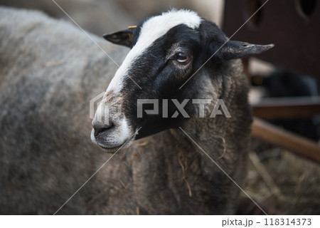 Portrait of the Zwartbles sheep, a breed of domestic sheep Portrait of the Zwartbles sheep, a breed of domestic sheep 118314373