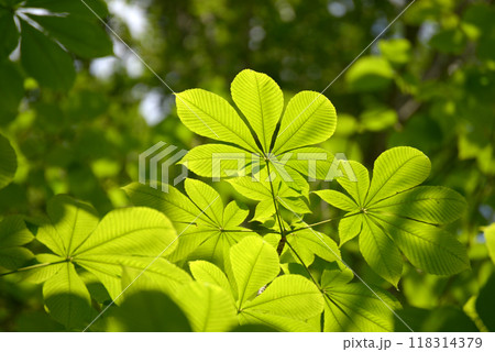 トチノキの若葉 トチノキの若葉 118314379