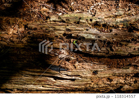 rotten wood left in the forest is a breeding ground for insects. rotten wood left in the forest is a breeding ground for insects. 118314557
