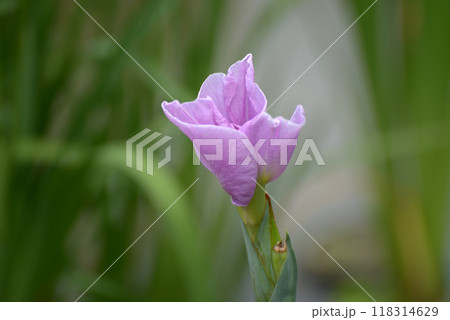 伊勢誉　ハナショウブ 118314629