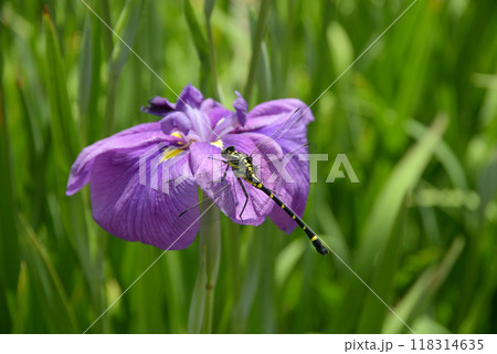 鬼ヤンマ　ハナショウブ 118314635