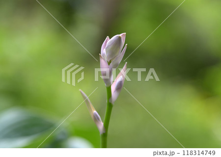 オオバギボウシの蕾 118314749