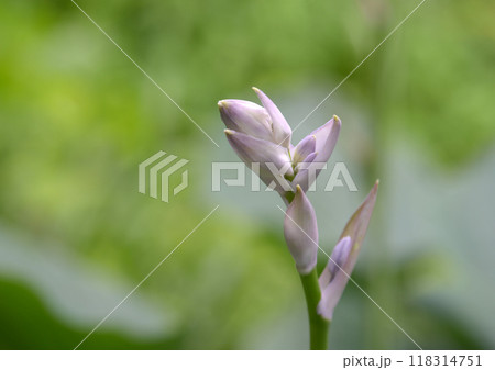 オオバギボウシの蕾 118314751