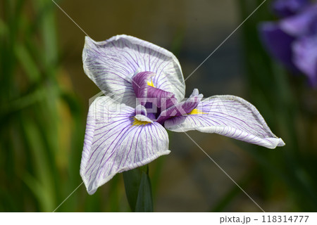 錦 ハナショウブ 錦 ハナショウブ 118314777