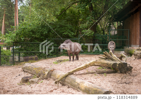Tapir. Wild animal plain tapir , in zoo Tapir. Wild animal plain tapir , in zoo 118314889